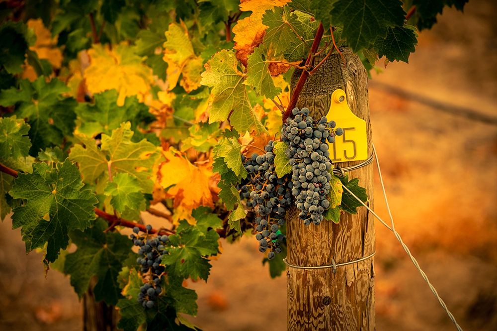 Washington State-Red Mountain Cabernet Sauvignon grapes and fall colors on the vine leaves